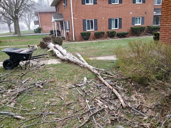 Fallen tree after storm damage in front of apartment building.
