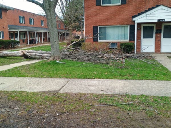 Fallen tree branch on lawn in front of residential building.